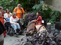 11.07.2013 Thousand Bloom Chryscanthemum show at US Botanic Garden (7)